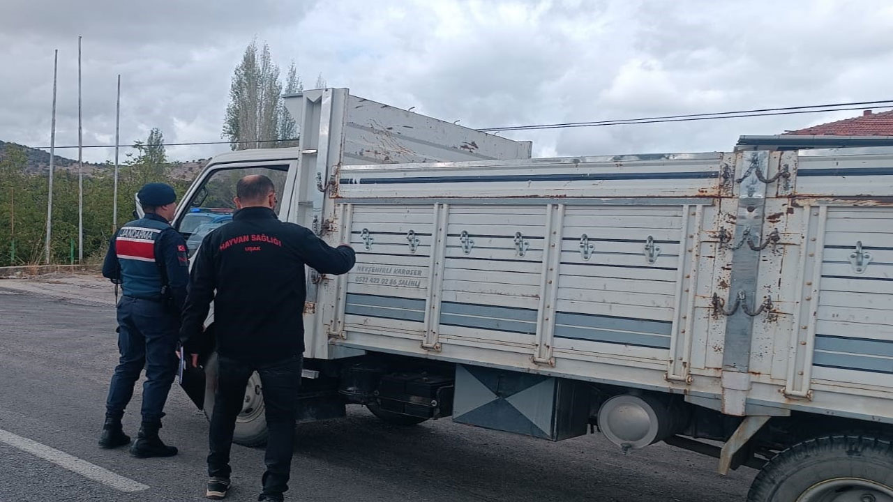 Uşak’ta şap denetimleri sıkılaşıyor hayvan taşımacılığına yakın takip