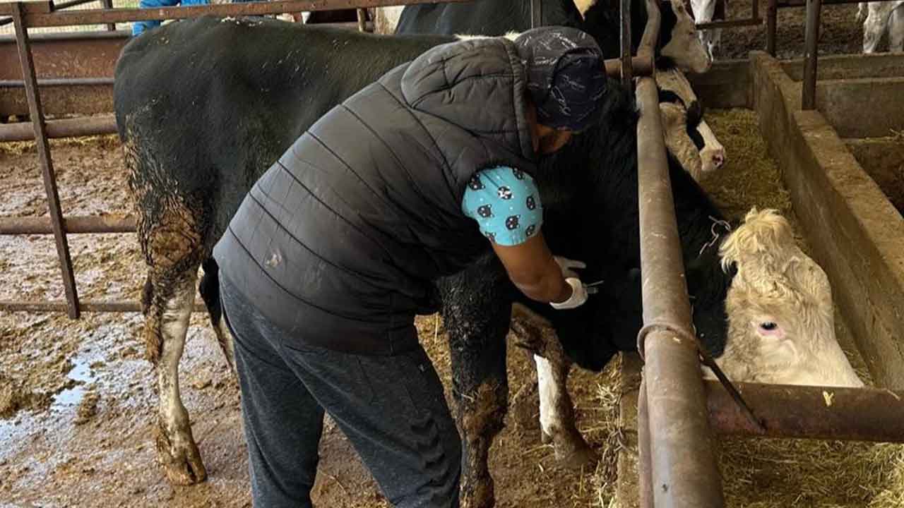 Uşak İl Tarım Müdürlüğü’nden Brucella’ya karşı etkin mücadele