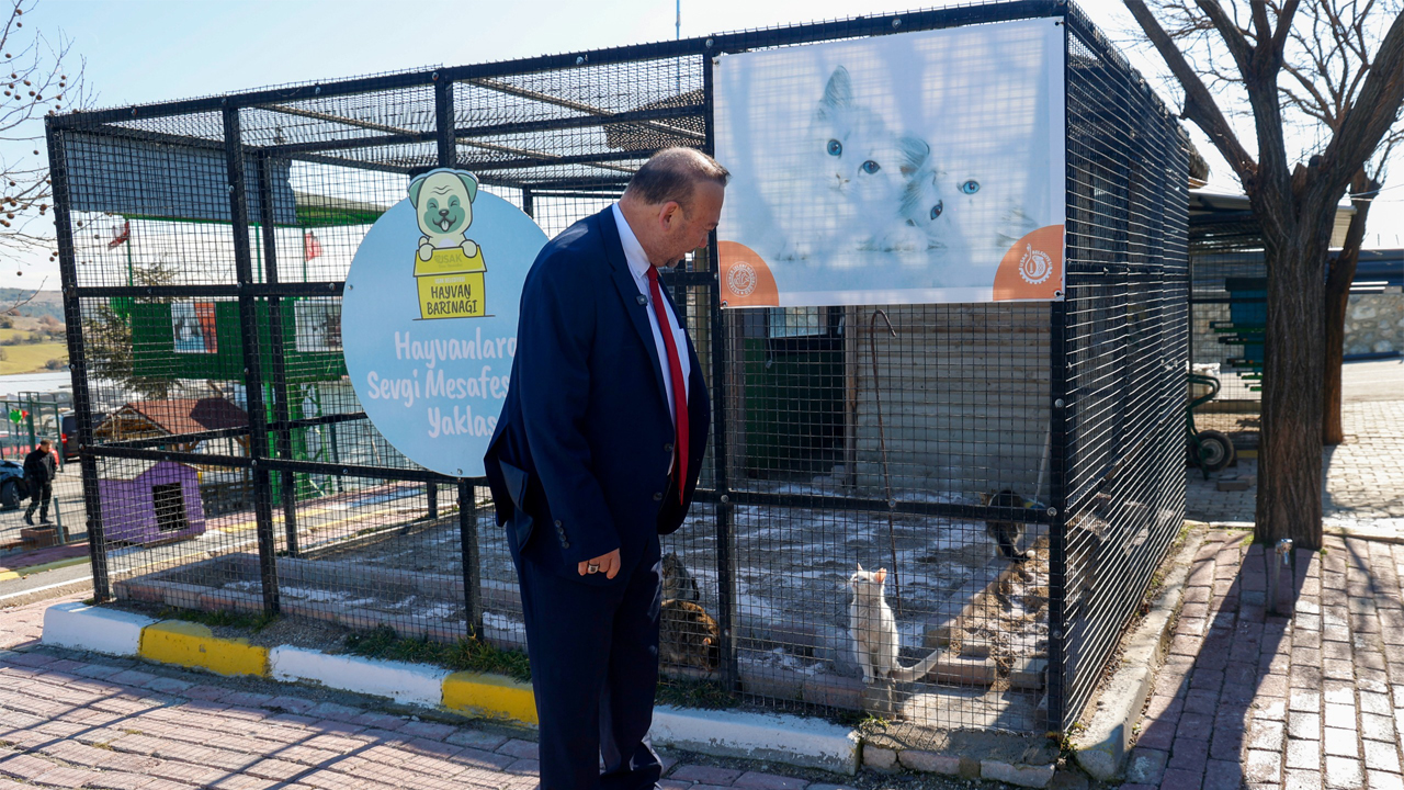 Sokaktaki Dostlar Yuva Bekliyor Uşak Belediyesi’nden Sahiplenme Daveti