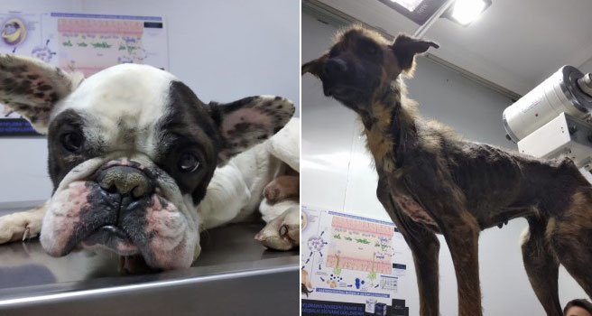 Uşak’ta ölmek üzere olan iki köpek kurtarıldı