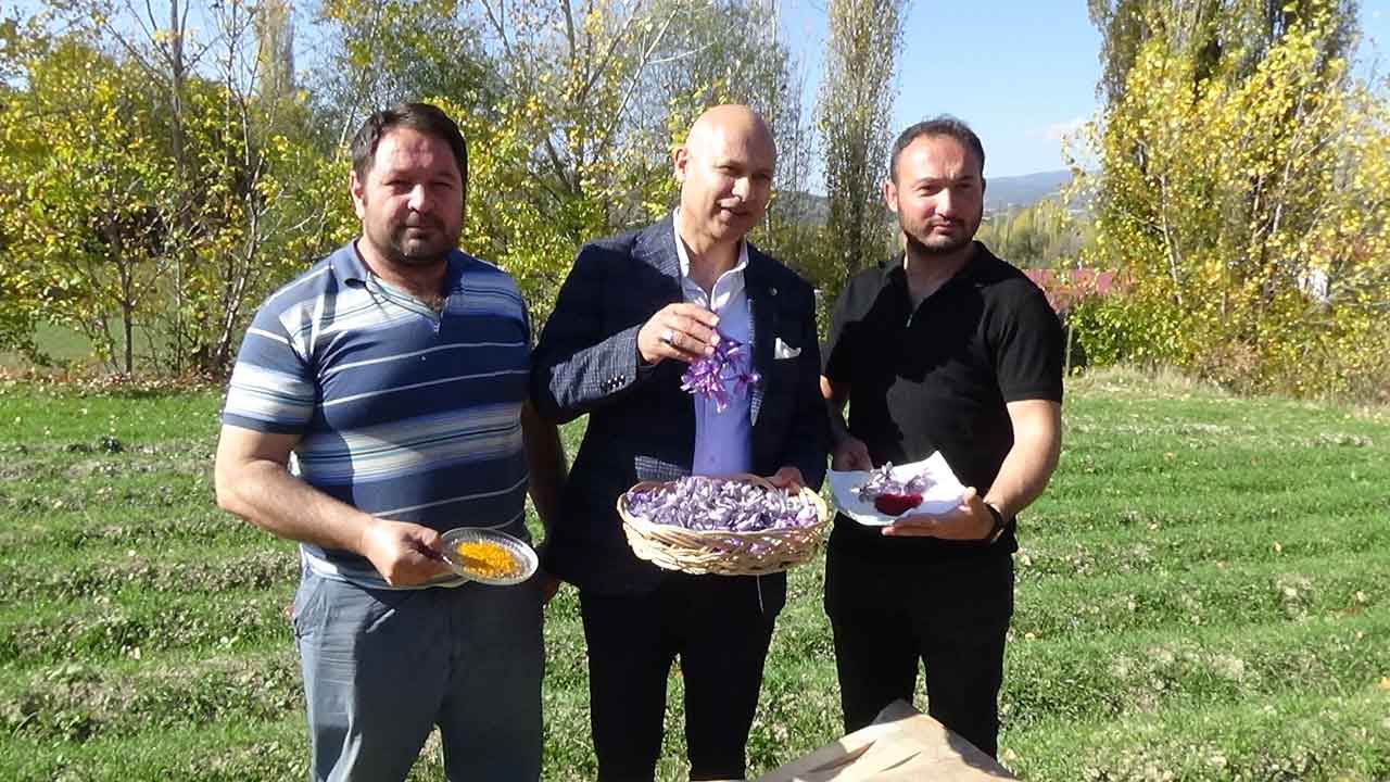 Uşak Toprağı Safranla Altına Döndü 1 Gramının Fiyatı Duyanlarını Şaşırtıyor