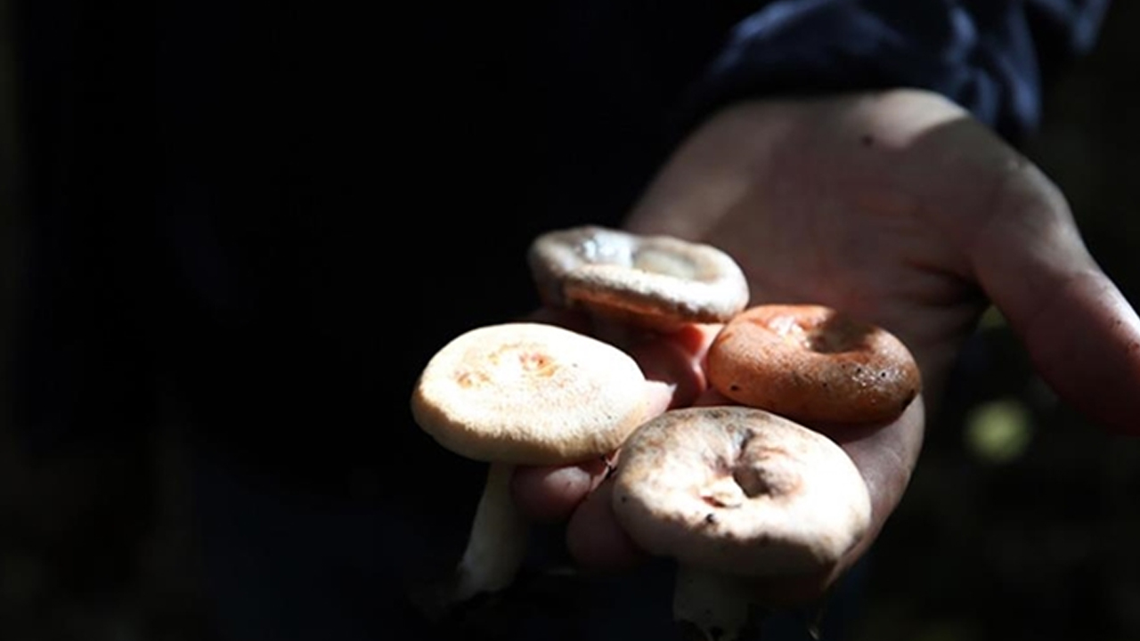 Sağlık Müdürü Doç. Dr. Tarık Acar, Mantar Zehirlenmelerine Karşı Uyarıda Bulundu