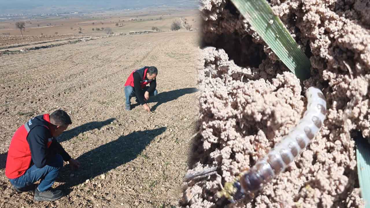 Uşak’ta Hububat Üreticilerine Önemli Uyarı Ekin Kambur Böceği Tarlalarda Görüldü