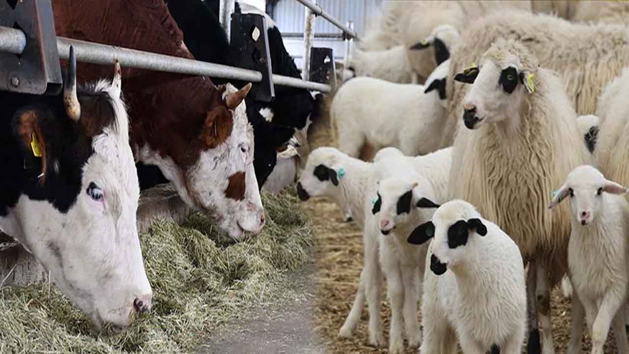 Uşak Tarımı 2025’e Damga Vurdu Destekler Üretim ve Denetimler Artışta