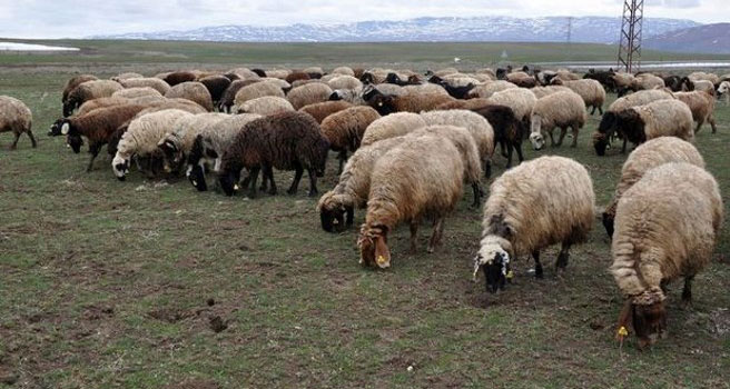 Uşak'ta koyun otlatan kadın ölü bulundu