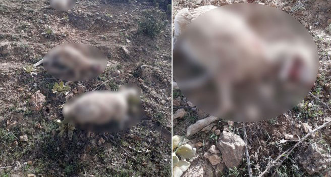 Uşak’ta kurtlar 8 koyunu telef etti!