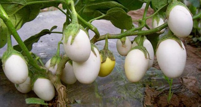 Yumurta Çiçeği (Beyaz Patlıcan) Faydaları