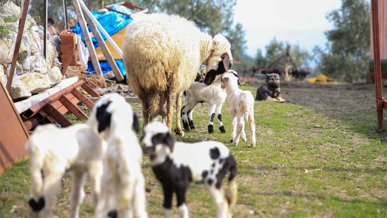 Manisa'da Bir Koyun Beşiz Yavruladı
