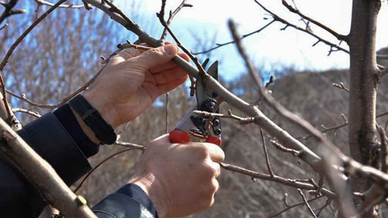 Uşak’ta Çiftçilere Eğitim Desteği Budama Kursu Başlıyor