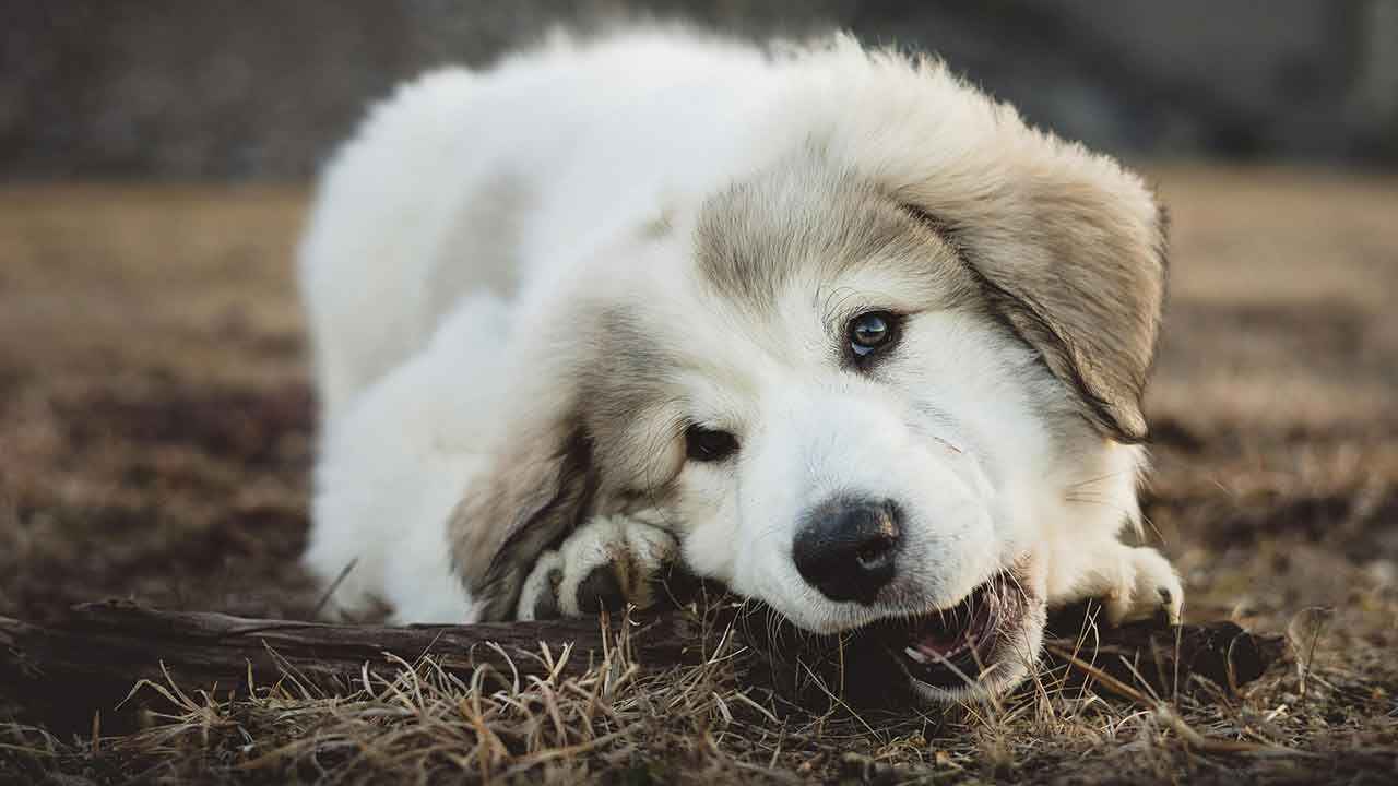 Köpeğiniz Huzursuzsa Sebebi Hayati Olabilir Uzmanlardan Acil Çağrı