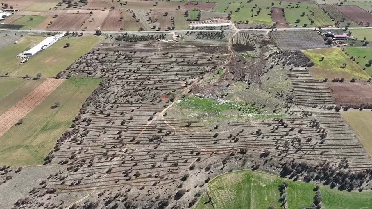 Uşak’ta Meralara 38 Bin Tuz Çalısı Hayvancılığa Dev Destek