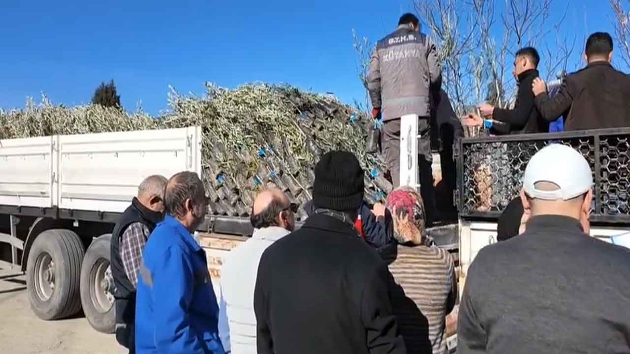 Uşak’ta Zeytin Üretimini Geliştirme Projesi Başladı