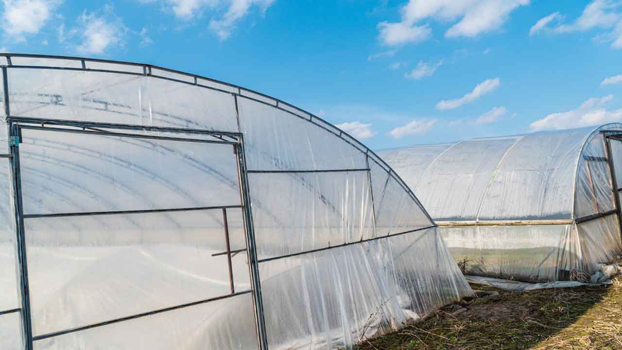 Tarımda Yeni Destek Uşaklı Üreticilere Yarı Hibe Sera Naylonu