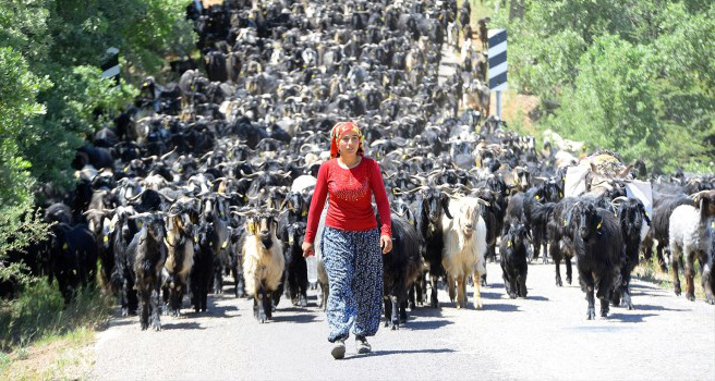 Karakeçili Yörükleri yayla yolunda