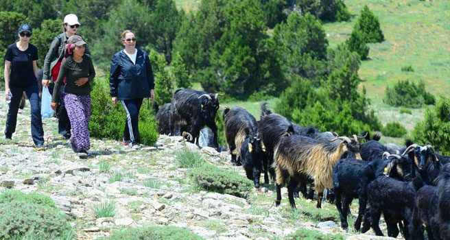 Vali Funda Kocabıyık. yörüklerle 16 kilometre yürüdü