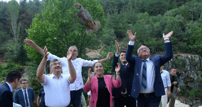 2 bin kınalı keklik Uşak'ta doğaya bırakıldı
