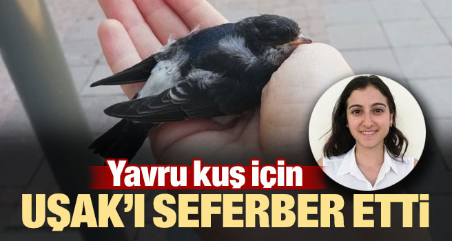 Yavru kuş için Uşak’ı seferber eden genç kız insanlığın ölmediğini kanıtladı