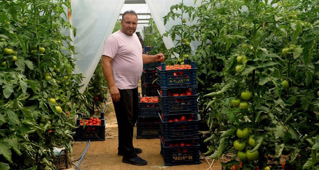 Uşaklı gurbetçi yılda 130 ton domates üretiyor