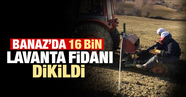 Banaz'da 16 bin lavanta fidanı dikildi