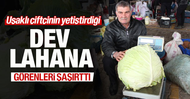 Uşaklı çiftçinin yetiştirdiği "dev lahana" görenleri şaşırttı