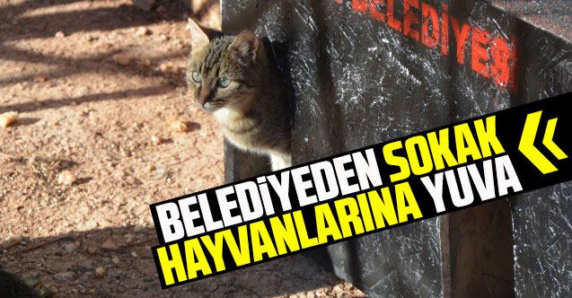 Uşak Belediyesi'nden sokak hayvanlarına yuva
