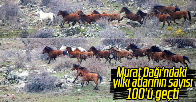Murat Dağı'ndaki yılkı atlarının sayısı 100'ü geçti