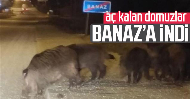 Aç kalan domuzlar Banaz'a indi