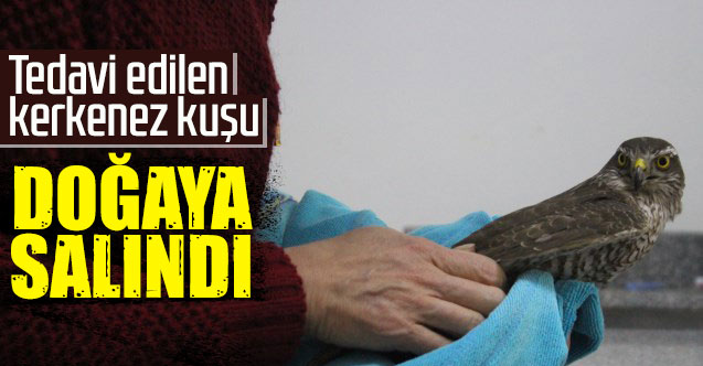 Tedavi edilen kerkenez kuşu doğaya salındı