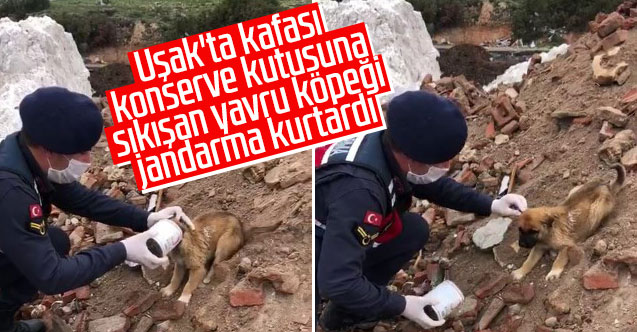 Uşak'ta kafası konserve kutusuna sıkışan yavru köpeği jandarma kurtardı