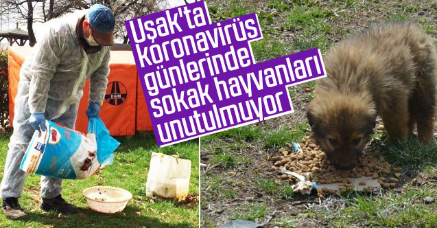 Uşak'ta koronavirüs günlerinde sokak hayvanları unutulmuyor