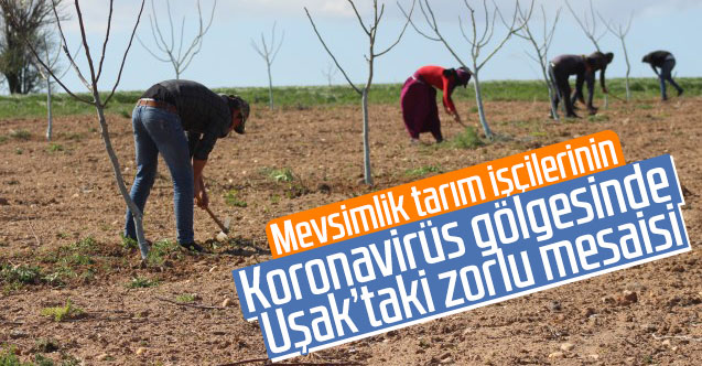 Mevsimlik tarım işçilerinin Uşak'ta zorlu mesaisi