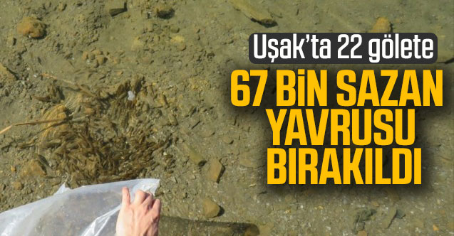 Uşak’ta 22 gölete 67 bin sazan yavrusu bırakıldı