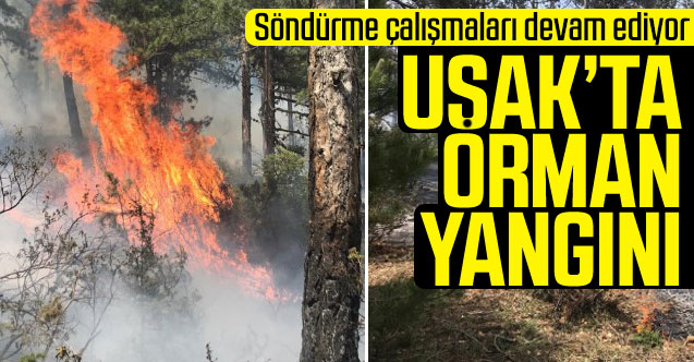 Uşak'ta ormanlık alanda yangın çıktı