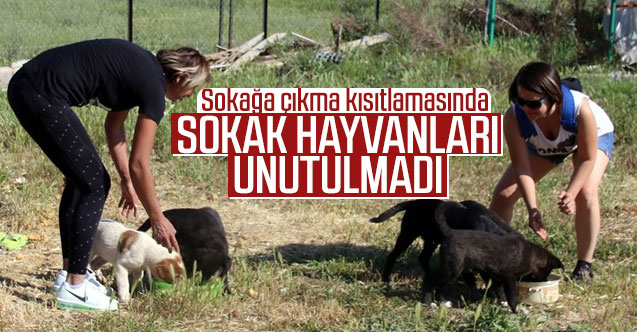 Uşak'ta sokağa çıkma kısıtlamasında sokak hayvanları unutulmadı
