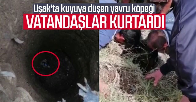 Uşak'ta kuyuya düşen yavru köpeği vatandaşlar kurtardı