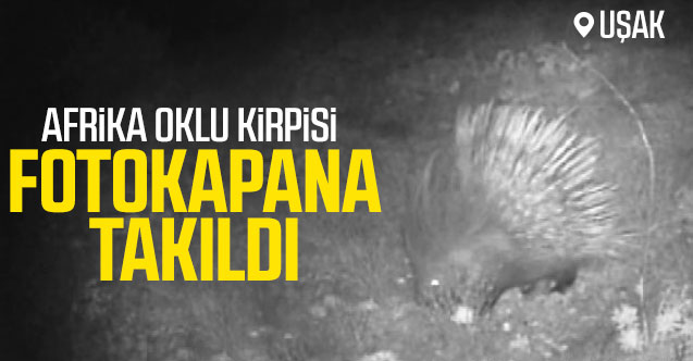 Uşak’ta “Afrika Oklu Kirpisi” fotokapana takıldı