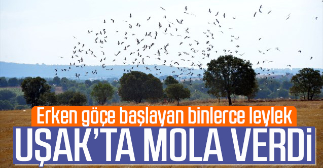 Göç yolculuğuna başlayan leylekler Uşak'ta görüntülendi
