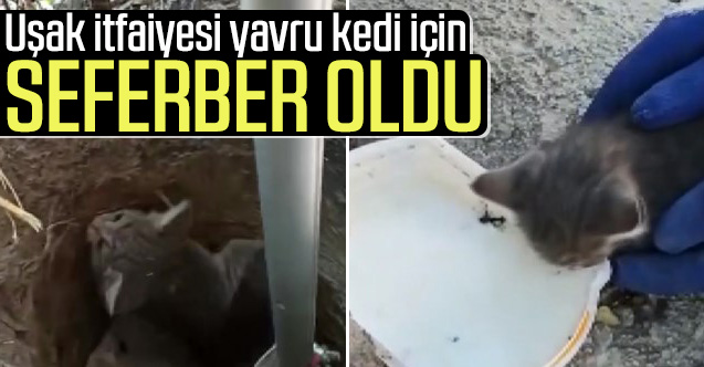 Uşak'ta çukura düşen yavru kediyi itfaiye ekipleri kurtardı