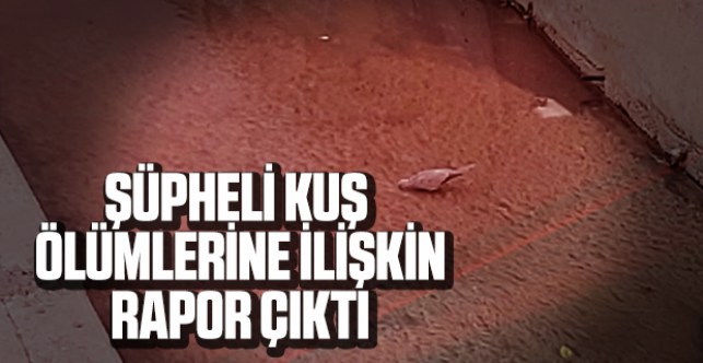 Şüpheli kuş ölümlerine ilişkin rapor çıktı