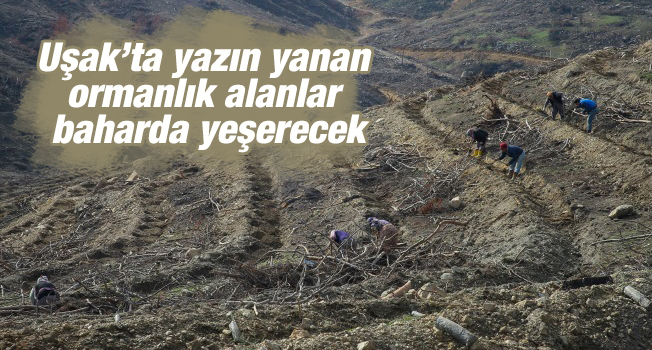 Uşak'ta yazın yanan ormanlık alanlar baharda yeşerecek
