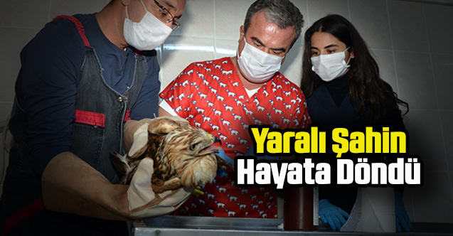 Uşak'ta yaralı şahin tedavisinin ardından doğaya bırakıldı