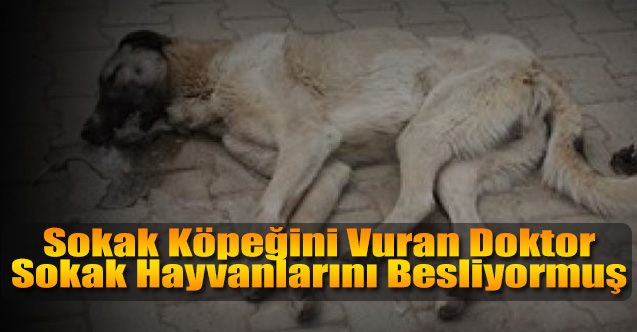 Sokak Köpeğini vuran doktor Sokak hayvanlarını besliyormuş