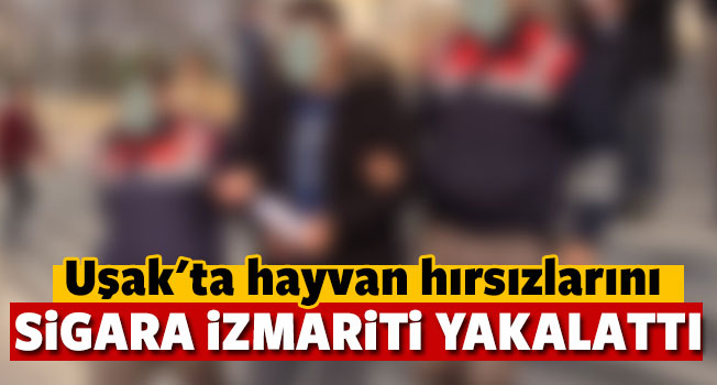 Uşak'ta hayvan hırsızlarını "sigara izmariti" yakalattı