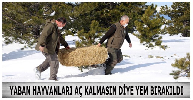 Yaban hayvanları aç kalmasın diye yem bırakıldı