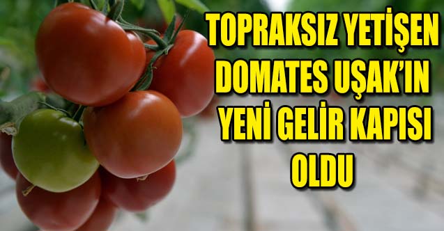 Topraksız yetişen domates Uşak’ın yeni gelir kapısı oldu