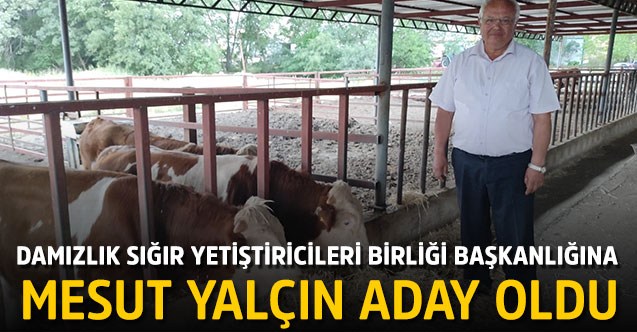 Damızlık Sığır Yetiştiricileri Birliği Başkanlığına Mesut Yalçın aday oldu