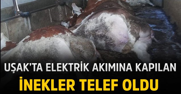 Elektrik kaçağı yüzünden hayvanlar telef oldu