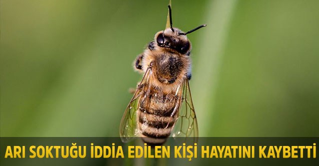Uşak'ta arı soktuğu öne sürülen kişi hayatını kaybetti