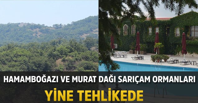 Hamamboğazı ve Murat Dağı sarıçam ormanları yine tehlikede