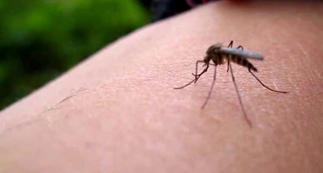 Zika Virüsü Hakkında Bilinmesi Gerekenler
